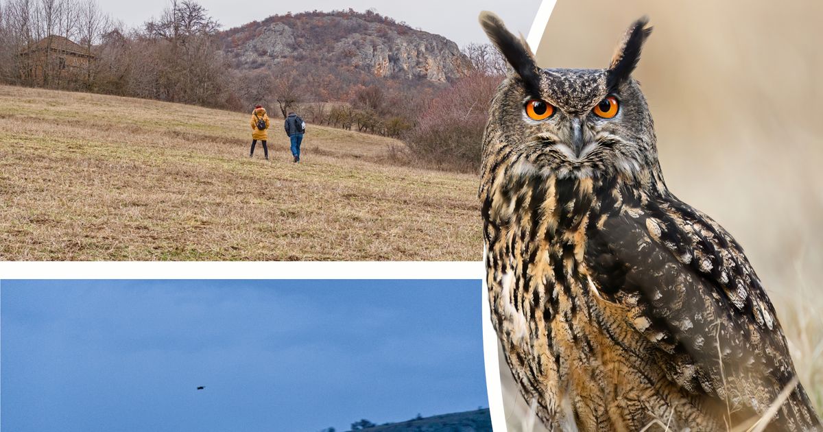 We hunted the mysterious queens of the night at the foot of Rtanj: Night of the Eagle Owl held in Sokobanja