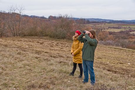 Noć buljine, Sokobanja, Rtanj, Bubo bubo