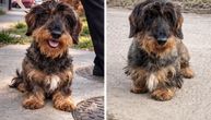 Švrća čeka dom: Pas koji je "pljunuti" oštrodlaki jazavičar preživeo povrede, oporavio se i traži vlasnika