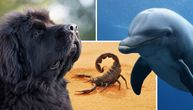 Da li su životinje sposobne da izvrše SAMOUBISTVO: Šokantne priče o životinjama koje su sebi ODUZELE ŽIVOT