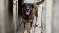 Naređena ekshumacija voljenog psa iz Brazila: Orelja MLAĆEN DO SMRTI, počinilac tinejdžer koga štiti elita