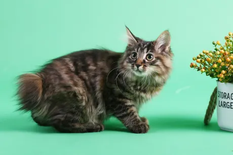 Američka bob tejl mačka