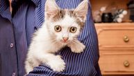 Mačke nas vole, ali tehnički im NISMO BITNI: Studija otkrila da su skroz RAVNODUŠNE prema vlasnicima
