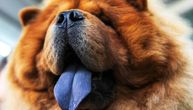 Zašto čau-čau ima PLAVI JEZIK: Otkrivena GENETSKA TAJNA jedne od najprepoznatljivijih rasa pasa