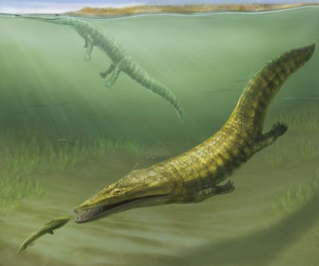 Erythrobatrachus i Aphaneramma