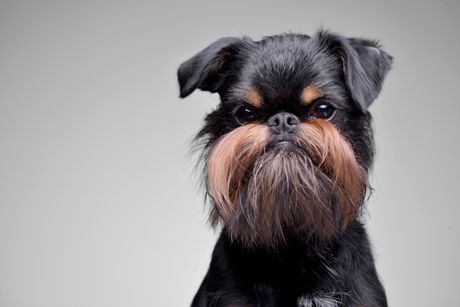 Pas briselski grifon