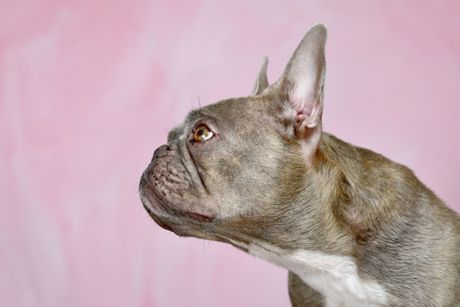 Francuski buldog