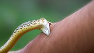 Ako vidite da vas vajper napada, već je kasno: Baš NIKO nema šanse da izbegne ujed zmije sa snimka
