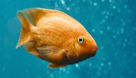 Fascinantna odbrana ribica od bakterija i parazita: Kako imuni sistem PAMTI bolesti iz prošlosti