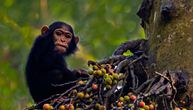"Alkotest" urina dokazao: Šimpanze se opijaju fermentisanim voćem, za 24 časa drmnu po dva pića!