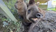 Prijatelji i u smrti: Tapir Al i kapibara Džonson uspavani istog dana, teška odluka britanskog zoo-vrta