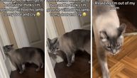 Svet plače zbog mačka koji sa igračkom čeka ispred vrata: Vlasnica objasnila zašto ne sme da ga pusti u sobu