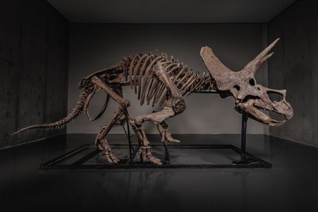 Triceratops Trej