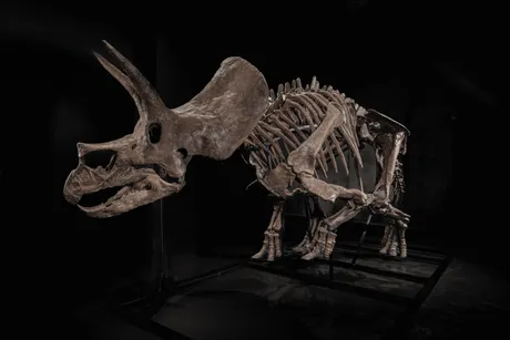 Triceratops Trej