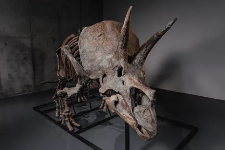 Triceratops Trej