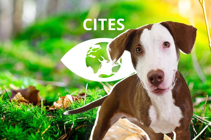Pas i CITES