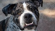 Alapaški buldog vredi kao suvo zlato ako ima OČI BOJE STAKLA: Ne podnosi strance, ali obožava decu