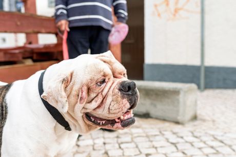 Alapaha plavokrvni buldog