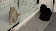 Šta su radile mačke kad je u kući zavladala tišina: Snimak vlasnice iz Severne Karoline obara rekorde