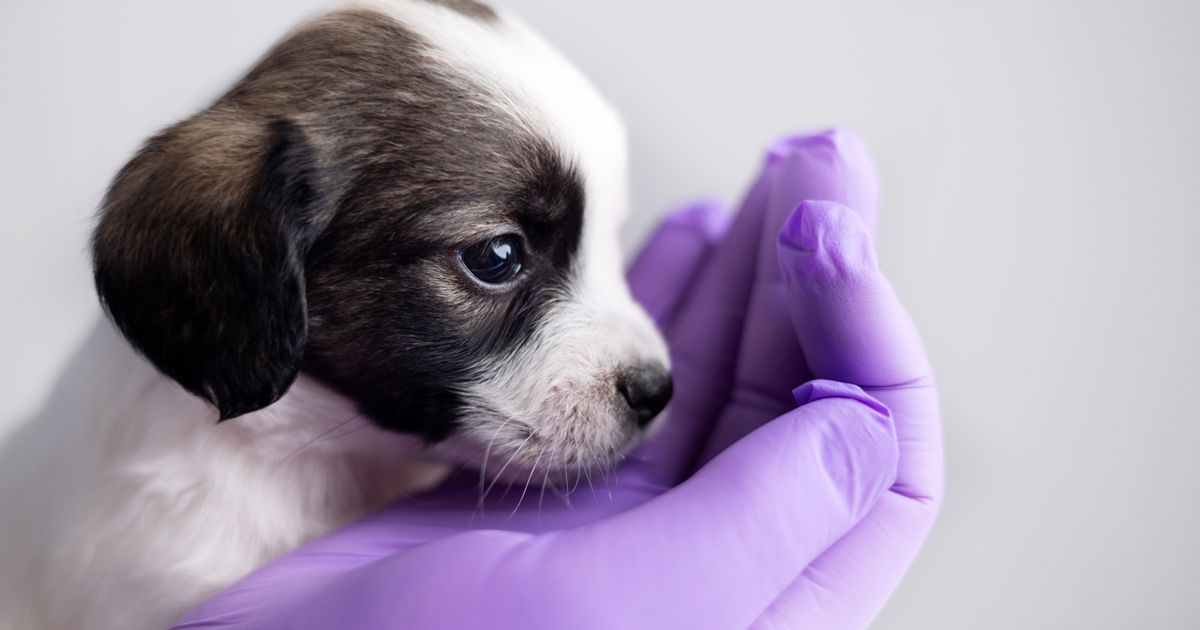 Veterinari iz Velike Britanije upozoravaju na neznanje vlasnika koje ugrožava zdravlje kućnih ljubimaca - Ljubimci Telegraf