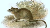 Verovalo se da su izumrle, ali... Pronađene dve "vaskrsle" vrste sisara