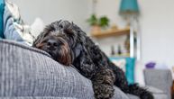 Vlasnici odveli „umirućeg“ psa kod veterinara: Pogodite koja dijagnoza im je "pojela" stotine funti