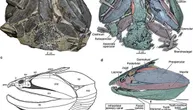 Najstariji poznati fosili košljoriba otkrivaju ranu evoluciju kičmenjaka