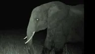 Ogromni slon duh snimljen u visijama Angole nakon 10 godina potrage