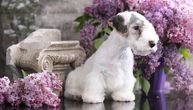 Da li vaš pas ulazi u CRNU LISTU? Hladan tuš za vlasnike: Novi zakon mogao bi da zabrani čak 67 rasa