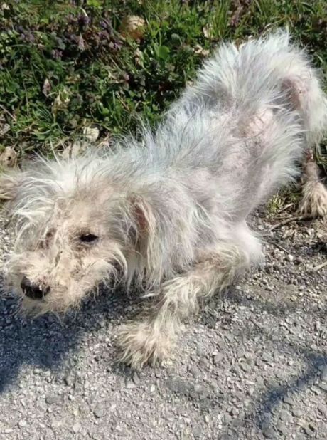 Pas Borislav Čačak