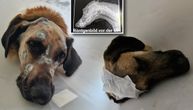 Vlasnik ispucao psu u glavu 50 dijabola: Godinu dana od užasa u Blošucu, Keks preživeo, vlasnik čeka kaznu