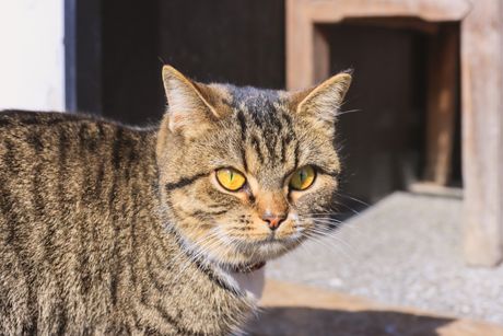 Kineska mačka Li Hua (Mačka zmaj)