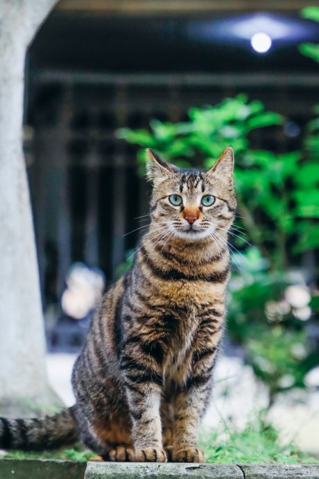 Mačka Li Hua (Mačka zmaj)