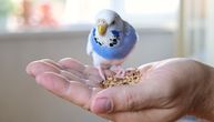Vaš papagaj kunja, ne jede i kao da se ukopao u mestu: Pripazite, možda ga je napao PARATIF!