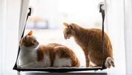 "Fajteri" Gus i Tobi: Šta se desilo kad je vlasnica svom usamljenom mačku dovela društvo?