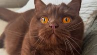 Britanska mačka fascinira svemirskim narandžastim očima: Obi se borio za život, sada osvaja modu i medije