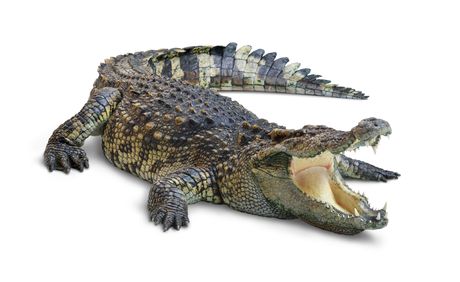 Krokodil