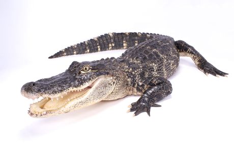 Aligator