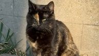 Okica je posebna, ne samo zato što je "kornjača": Mačka sa jednim okom traži dom pun topline