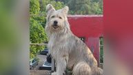 Piksi iz Beograda završio u azilu u Novom Sadu: Tužna sudbina psa koji je zbog bebe izgubio dom