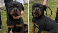 Lepa kao lutka i spremna za novi dom: Zara, mešanac rotvajlera iz Novog Sada, traži porodicu