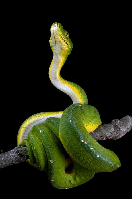 Smaragdna boa