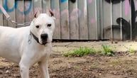 Badža, gluv i odbačen dogo argentino iz Beograda, čeka vlasnika koji će razumeti njegov svet tišine