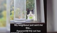 Mačak Mimi hit interneta: Svakog dana ŠPIJUNIRA komšijsku kuću, vlasnica dobila SLIKU kao dokaz