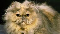 Najređe boje mačjeg krzna: Koliko puta u životu ste videli mačku boje čokolade, jorgovana ili cimeta?