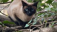 Neuhvatljiva i nepoverljiva "zloćka": Šta da radite ako na ulici ugledate izgubljenu SIJAMSKU MAČKU