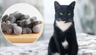 Boja mačjeg krzna nalik SLATKIŠU otkrivena u finskom selu: SALMIAK preti da izazove pravu histeriju u svetu