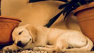 Internet u čudu: Kako štene, koje je palo sa stolice, nastavlja da spava U OVOM LUDOM POLOŽAJU?