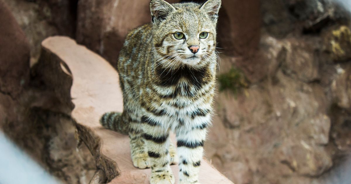 Mačka opisana 1865. snimljena prvi put 1997: Njene slike ekstremno retke, malo ko ima sreću da je vidi