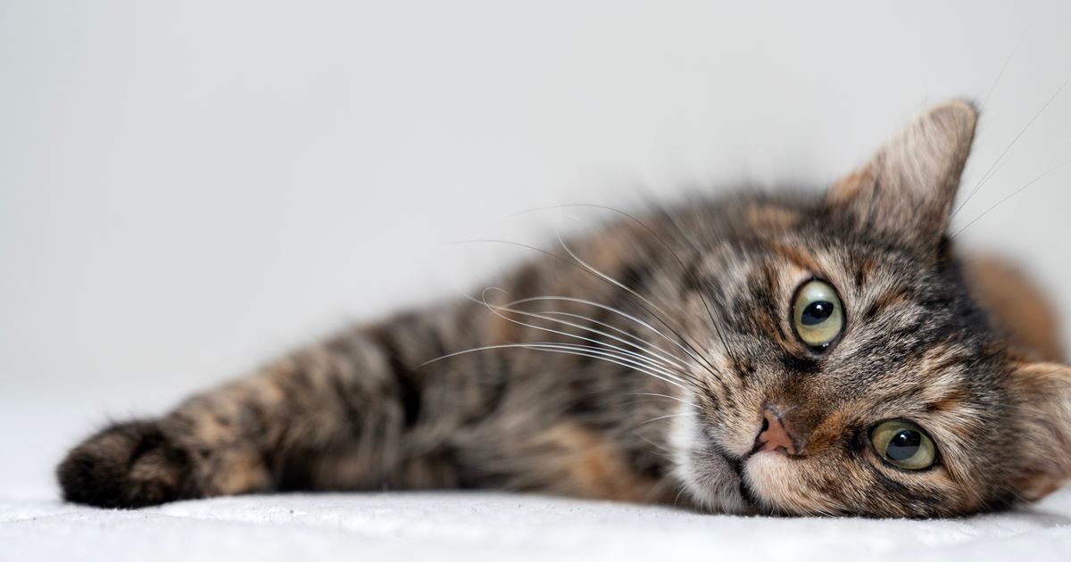 Mladu mačku iz azila POROĐAJ iznenadio pre STERILIZACIJE: Mačići stigli prerano, preživele dve bebe